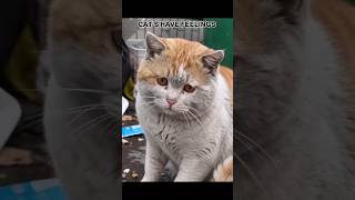 CAT'S HAVE FEELINGS 😢♥️...#CatsHaveFeelings#CatLove#AnimalRescue#StreetCat#KindnessMatters#CatLife