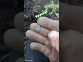 #metaldetecting #шурф_фундамента #коп #коп_монет #подпишись