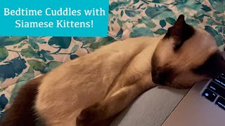 Bedtime Cuddles with Siamese Kittens!