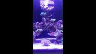 Reef ceramic pt.7 (add. sps /new soft and lps) screenshot 3