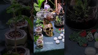 Обзор на маркет растений Wow Fest #комнатныерастения #plants #цветоводство