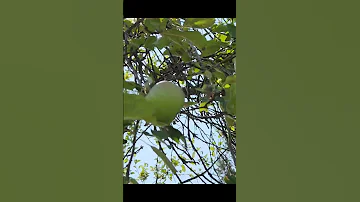 Apples 8 13 2025 