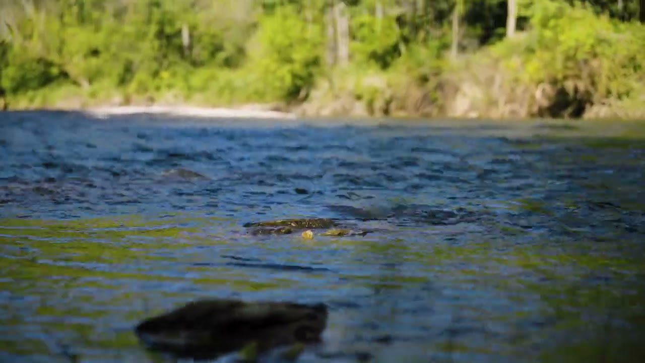 ASMR on the Upper Iowa River