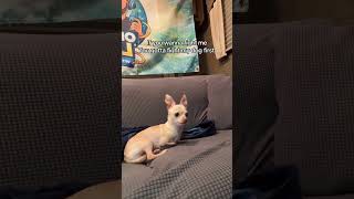  trendingshorts goldenretriever chiwawa pets