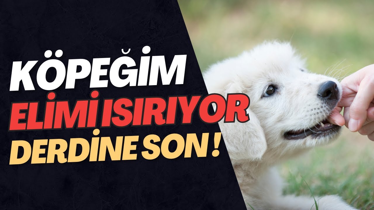 KÖPEĞİNİZİN EL KOL KEMİRME SORUNU !