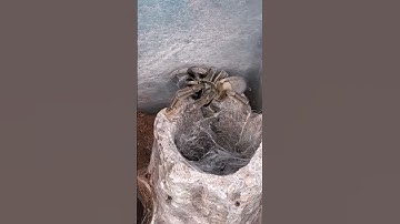 Thumbnail of Alara, Psalmopoeus cambridgei - Nathan Evans Highland Girl
