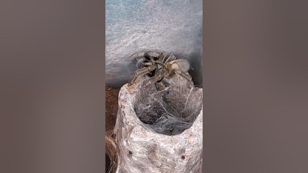 Alara, Psalmopoeus cambridgei - Nathan Evans Highland Girl