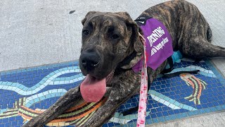 Public transport training with a service dog