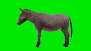 Chroma Key Vaca E Jumento Dumb Donkey Full Hd 1080P - Green Screen