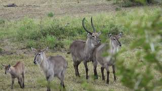 Interesting Habits of African Waterbuck by Wildest Kruger Sightings 1,515 views 2 weeks ago 1 minute, 35 seconds