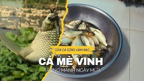 TRÚNG MÁNH LỚN CÁ MÈ VINH NGÀY MƯA | SĂN CÁ SÔNG VÀM NAO