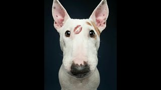 Why do we love bull terriers?Because it&#39;s one of the most cheerful dogs.Do not believe?Watch  video