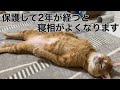 #266 ちゅ〜るビッツにどハマりした外猫さん/外猫→家猫歴2年の寝相【次週お休みします】