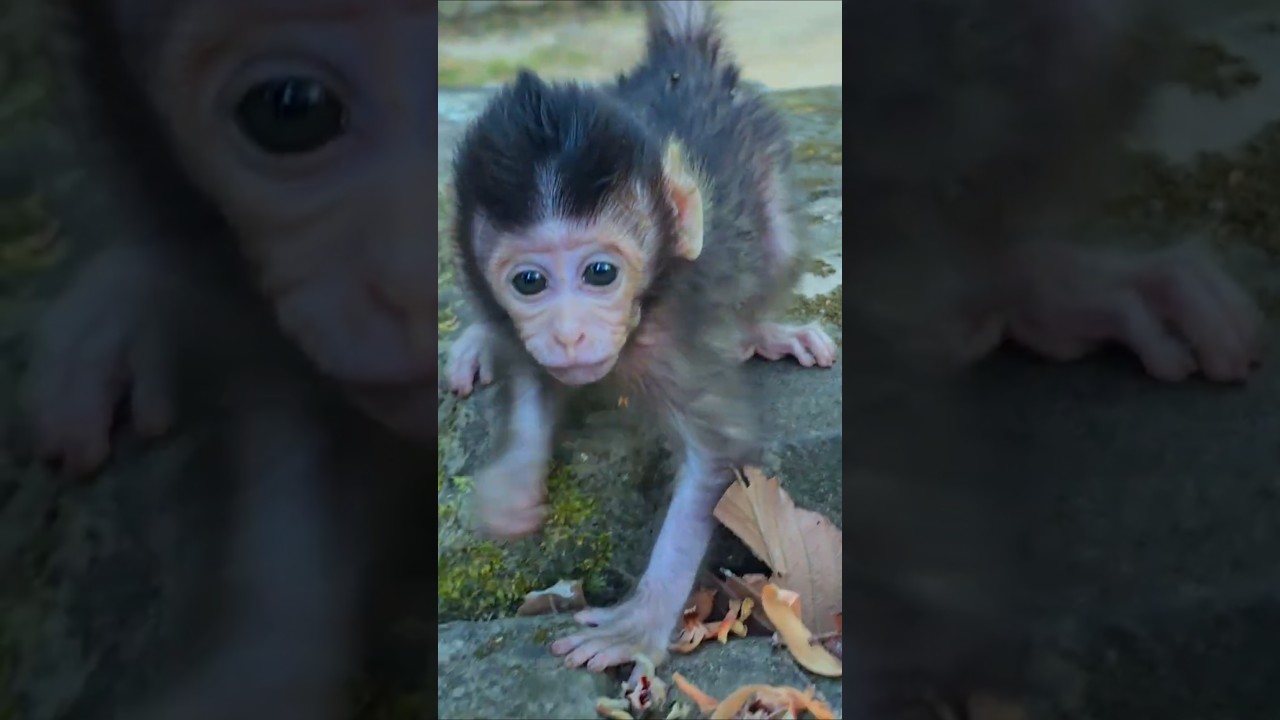 A little Monkey Baby  Is So cute 