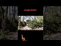 #junglesafari #jungle #deer #animals #tiger #enjoying #funride #viralshorts