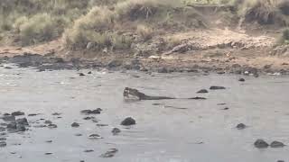 A massive Nile crocodile catches and swallows a live gazelle whole 🔥