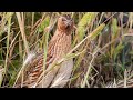 The sound of wild quail۔جنگلی بٹیر کی آواز, jangle batter ki awaz