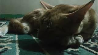story,wa kucing ngantuk,