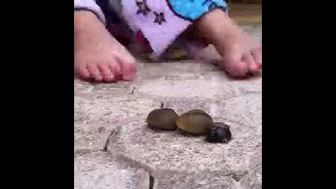 Fast paced snail race HD