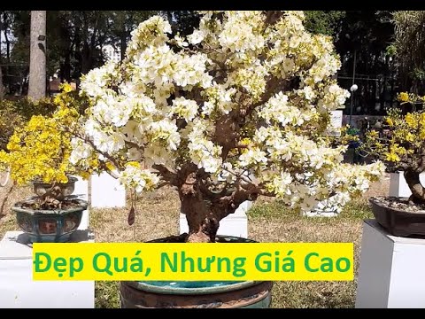 dimsum bạch mai Update New Cây Bạch Mai Đạt Giải Bạc Có Giá Tiền Tỷ | Tính Bonsai