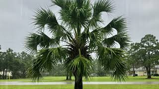 What is a palmetto tree? What fruit grows on palmetto trees? Palmetto vs palm tree