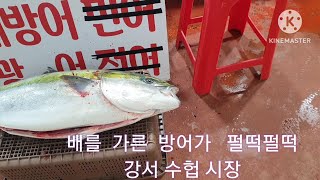 강서 수헙 해산물시장 /  살아 있네