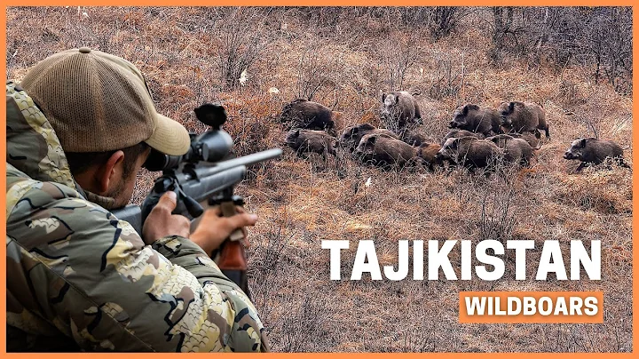 The Biggest WildBoar of my Life! 🐗 Hunting giant boars in Tajikistan.