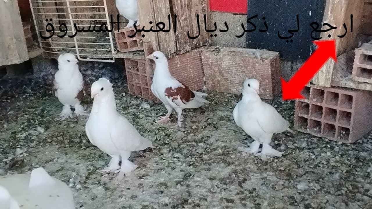 رجع لي ذكر ديال العنبر المسروق 🕊️🥰 + توليعة خفيفة مع حمام العنبر  و سفيانوس 🕊️🕊️