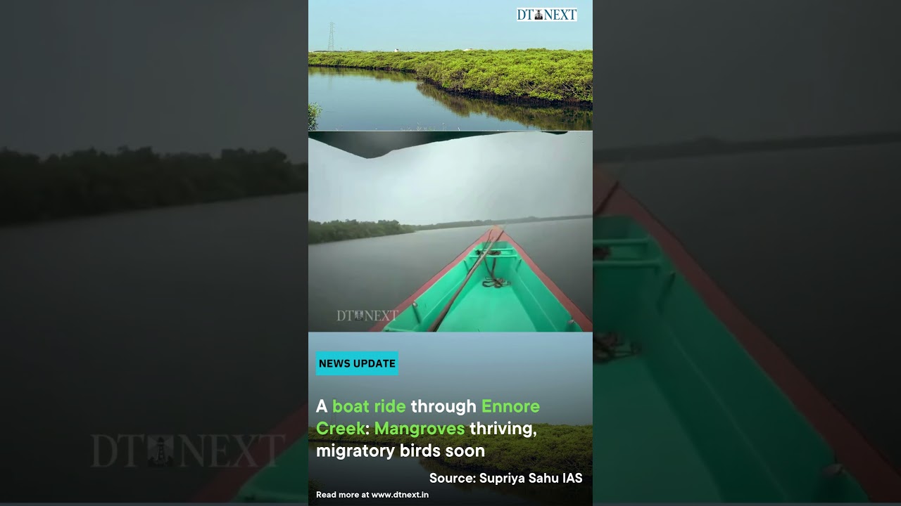 A boat ride through Ennore Creek: Mangroves thriving, migratory birds soon