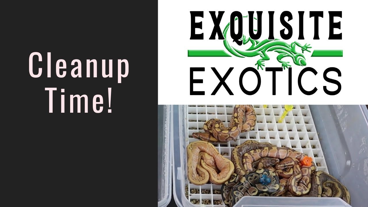 snake oil Ultramel Clutch Cleanup and Clutch #7