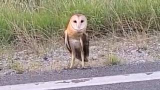 Whoa!!! Barn Owl By Road Riding My 89 Geo Metro Reverse Trike