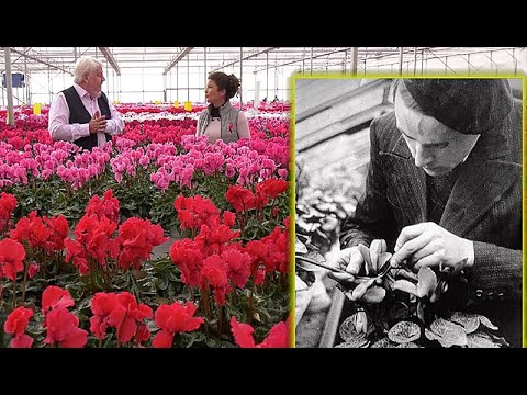 Vidéo: Cyclamen Plant Seeds - Les plantes de cyclamen produisent-elles des graines