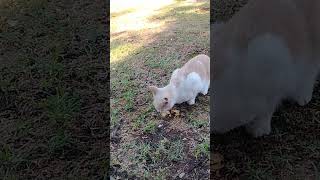 A cute cat enjoying some chips in a sunny park in Morocco! 😺🌿