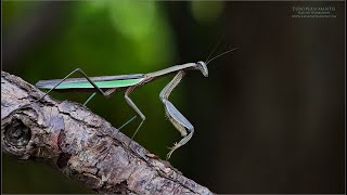 Praying Mantis
