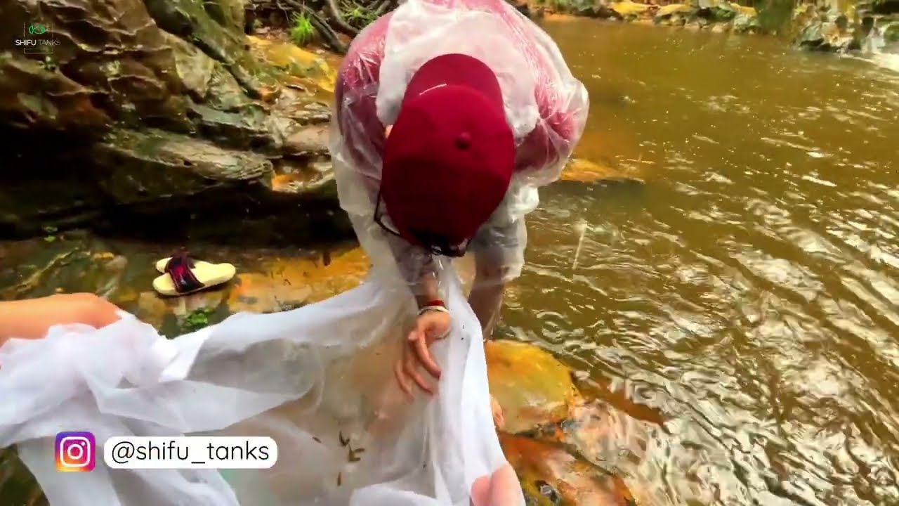 Wild Fish Hunt in Pachmarhi During Monsoon – Native Species of Satpura, MP