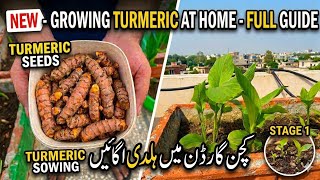 Growing Turmeric in Rooftop Garden: Stage 1 - Sowing Guide (Full Tutorial)
