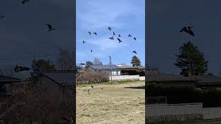 Geese go-arounds #birds #goose