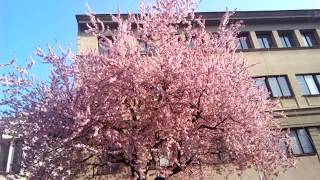 Cherry blossom after winter