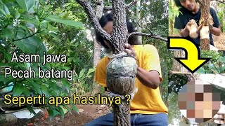 Update! Panen Asam Jawa hasil dari cangkok & pecah batang (tamarindus indica)