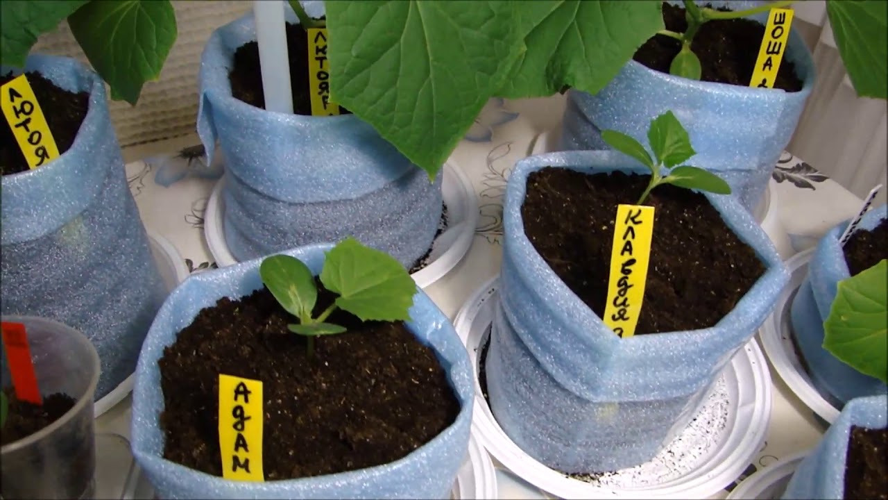 посадка огурцов на рассаду в апреле. даты посадки рассады огурцов в открытый грунт. огурцы в стаканчиках. благоприятные дни для посадки в мае огурцов в грунт. высадка рассады огурцов в грунт в мае.