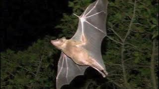 Suara Kelelawar Malam Sedang Mencari Buah | The Sound of Night Bats Looking For Fruit | 0102