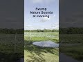 Nature Swamp Sounds Sri Lanka