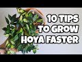HOW TO GROW HOYA FASTER!! 🌿 10 Tips for Growing Stubborn Hoya 🌸 HOW TO GROW HOYA FASTER!! 🌿 10 Tips for Growing Stubborn Hoya 🌸