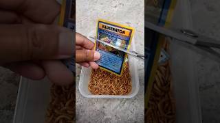 No Please This is Pokemon Card Very Expensive: Pikachu Illustrator #pokemoncards #pokemontcg #shorts