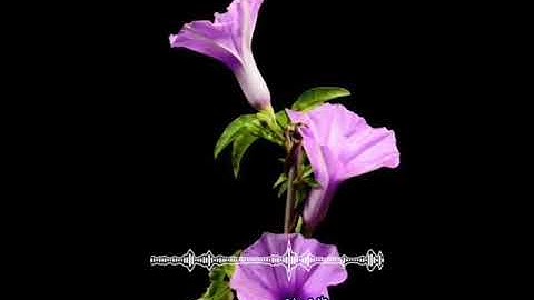 تلاوة تفوق الخيال للقارئ شريف السيود هدوء وسكينة لآيات من سورة الحجر