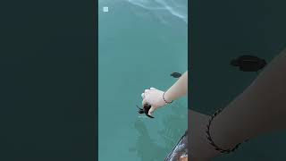 Why You Should NEVER Help Baby Turtles! #usa #adrenalinerush #amazingfacts #turtlecenter