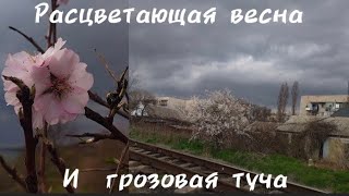 КРАСИВАЯ РАСЦВЕТАЮЩАЯ ВЕСНА