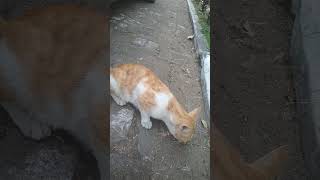 Memberi Makan Kucing Liar Tindakan Kecil Yang Berdampak Besar