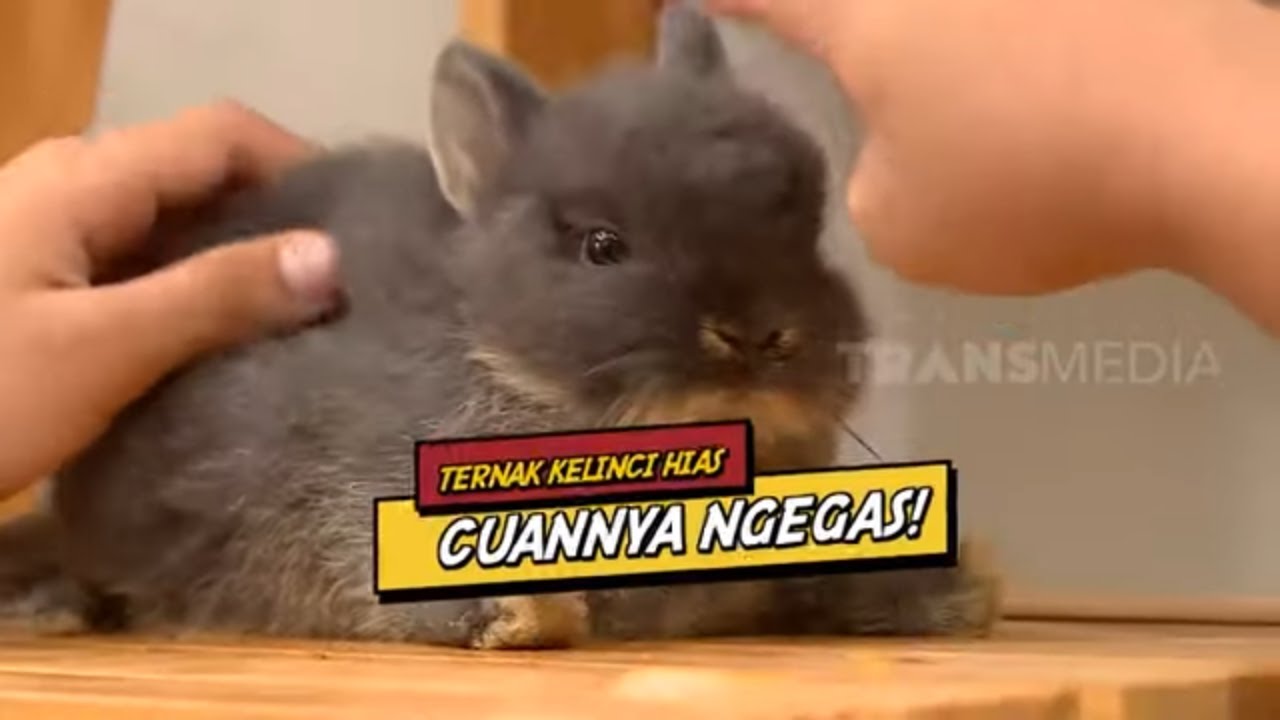Ternak Kelinci Hias Cuannya Ngegas! | CUAN BOS (03/12/22)