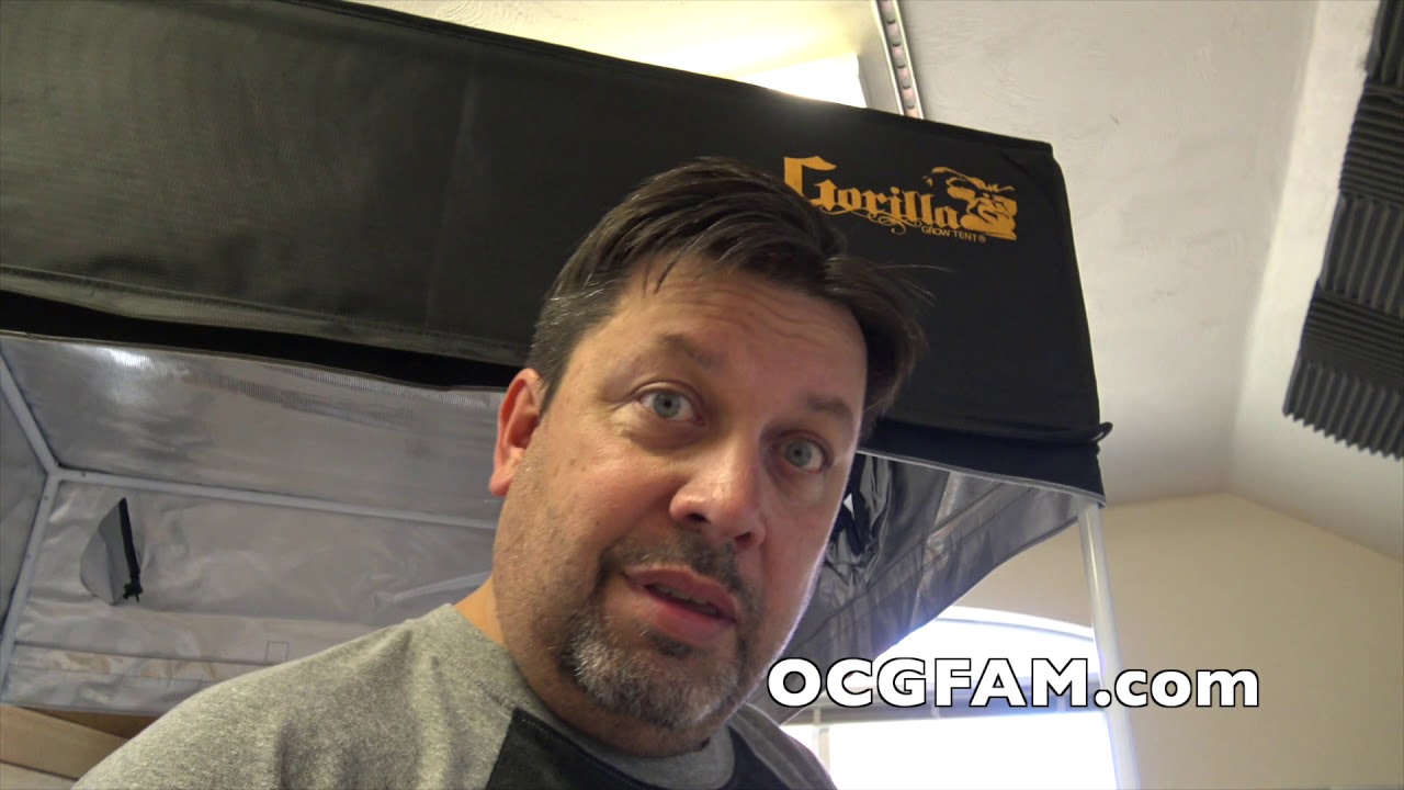 Pitching a tent! Gorilla Grow Tent Assembly Part-2 |OCGFAM401